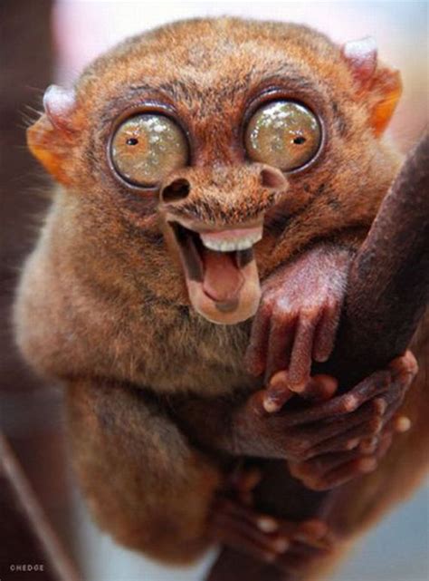 Funny Photoshopped Tarsiers Barnorama