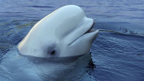 Tracking Beluga Whales In The Beaufort Sea Through Facebook Eye On