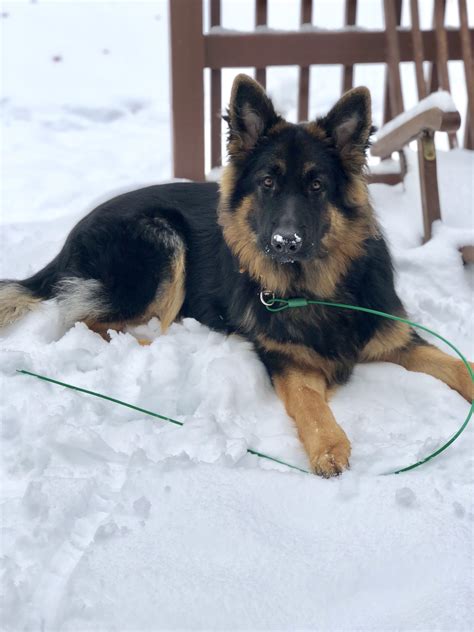 9 Month Old Long Haired German Shepherd Beautiful Dogs Animals Long