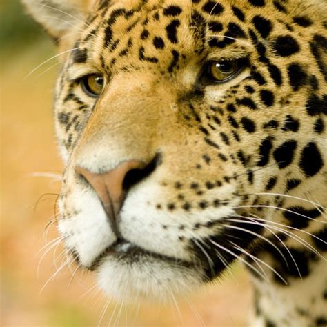 Jaguar Symbolism And Spiritual Meaning Full Guide Everything Mixed