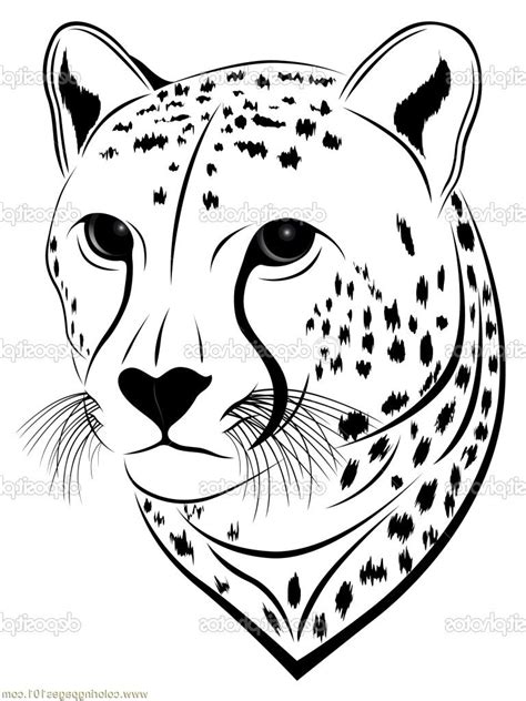 Cheetah Face Drawing At Explore Collection Of