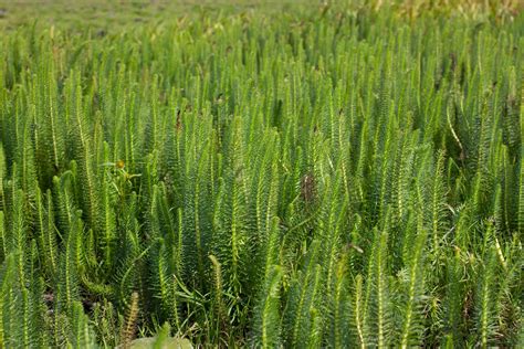 The Dangerous Nature Of Marestail Or Horseweed