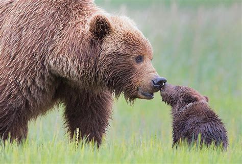 15 Un Bear Ably Cute Momma Bears Teaching Their Teddy Bears How To