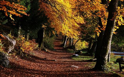 Wallpaper Park Footpath Forest Trees Leaves 2560x1600 Wallup
