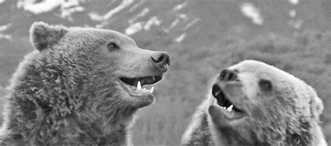 Laughing Bears When Bears Laugh When Theyre Full Of Flickr