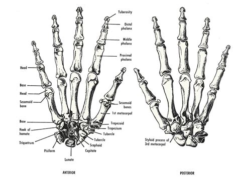 Bones In The Human Hand How Many Human Hand Bones Hand Anatomy