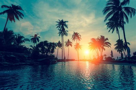 Palm Trees Sunset Orange Sun Green 4k Wallpaper Best