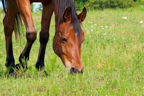 Close Up Image Of A Red Bay Horse Grazing Stock Photo Image Of Animal