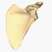 The scapula is a flat, thin, triangular bone usually with a ridge along the length of it. Scapula - Wikipedia