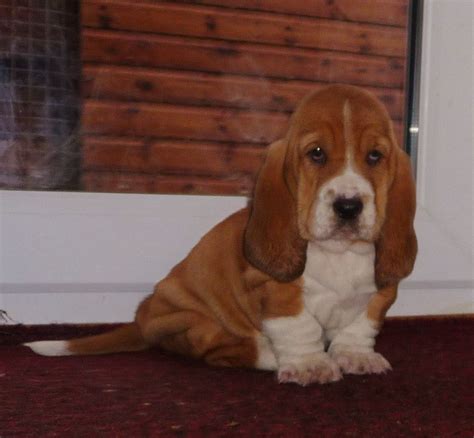 See more ideas about hound puppies, basset hound puppy, basset hound. BASSET HOUND PUPPIES | Llangollen, Denbighshire | Pets4Homes