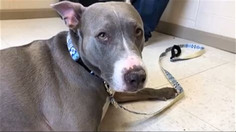 Texas family reunited with their dog, found in Pennsylvania – WPXI