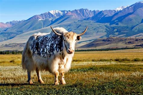 What Is A Yak 8 Spectacular Facts About Yaks Animals Wild Barnyard