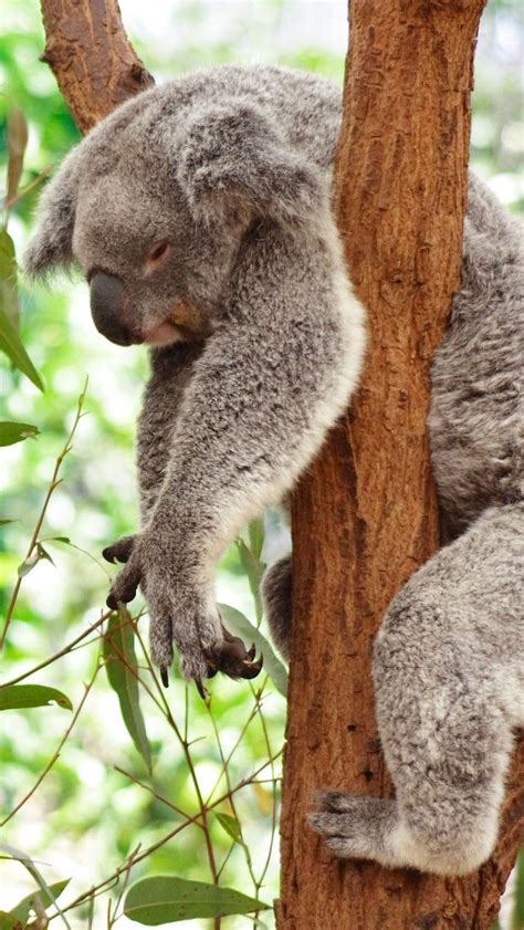 Sleeping Koala Bear Animals Iphone 5 Wallpaper Animal