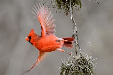 Fly Away Male Northern Cardinal Taking Flight In A Very Fl Flickr