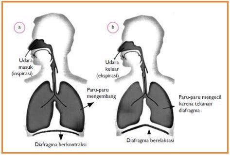 Related posts proses pernapasan tumbuhan juga melibatkan penggunaan gula yang dihasilkan dari fotosintesis seperti yang sudah saya jelaskan pada alat pernapasan tumbuhan diatas, jenis tumbuhan tingkat. BIOLOGI GONZAGA: Prediksi UN 2014 Kelas XI