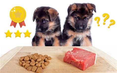 Best Puppy Food For German Shepherds Rocky Kanaka