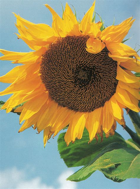 Titanic Sunflower Titan The Biggest Sunflower Gardeners Tips