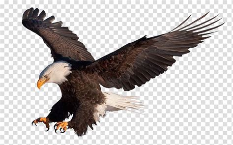 Bald Eagle Vulture Eagle Transparent Background Png Clipart Hiclipart