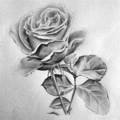 Beautiful Rose Pencil Drawing Pencil Drawing Art Pinterest