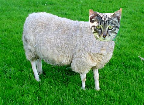 Cat Sheep Info