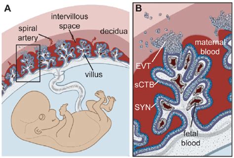 Placenta Uterus Diagram