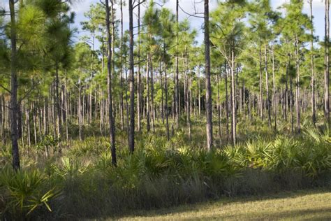 Saw Palmettos And Pine Trees Clippix Etc Educational Photos For
