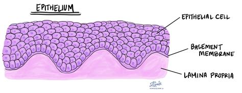 Epithelium Pathology Dictionary Mypathologyreportca