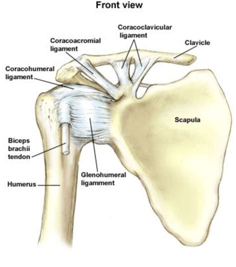 Known familiarly as the wingbone or, medically, as the scapula. Anterior ligaments of the shoulder girdle | Upper limb ...