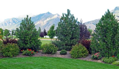 The 10 Best Landscaping With Evergreens In 2020 Landscaping Trees