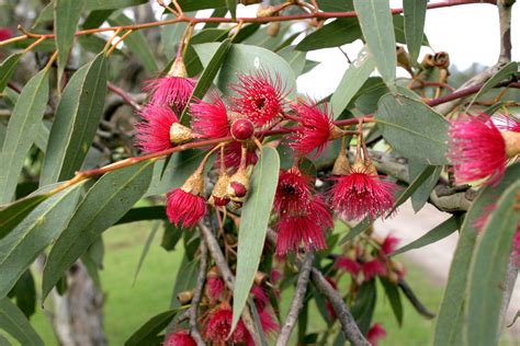 Eucalyptus Leucoxylon A Native To Southeastern South Australia