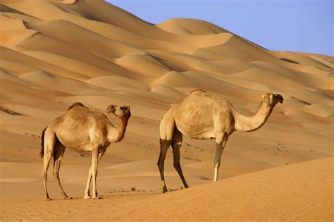 Two Camels In The Desert Oman Deserts Deserts Of The World