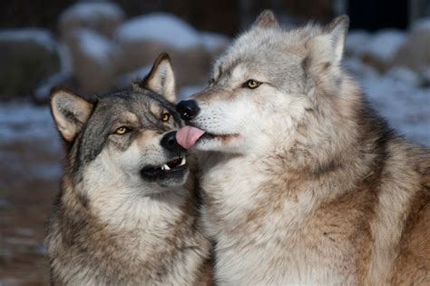 Derpy Wolves By Ludenhusky Redbubble
