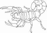 Scorpion Coloring Printable Invertebrate Side Geography Bestcoloringpagesforkids sketch template