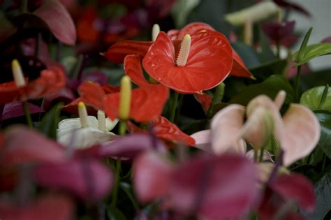 The make him jealous steps. Where can you buy an anthurium?