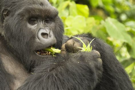 Do Gorillas Eat Meat The Gorilla Diet Explained