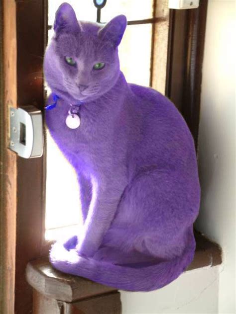 112 Best Purple Images On Pinterest Lilac Color Purple Colors And