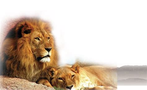 Lion And Cub Png Image Purepng Free Transparent Cc0 Png Image Library
