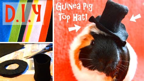 You are streaming your movie top hat released in 1935 , directed by mark sandrich ,it's runtime duration is 101 minutes , it's quality is hd and you are watching this mov. DIY: Guinea Pig Top Hat! - YouTube