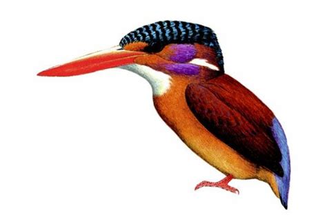 Ceyx fallax sangirensis (sangihe is. 9 Brand New Birds That Are Already Threatened | Birds ...