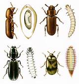 Stored Product Pest Identification Pictures