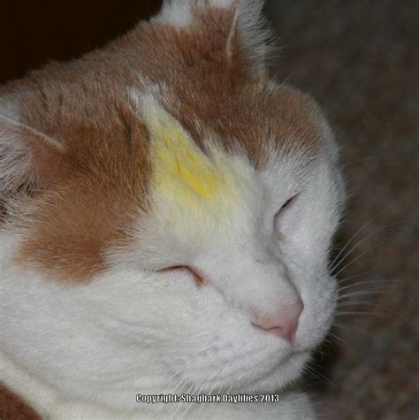 Will peroxide clean carpet stains? Removing Lily Pollen Stains: cat fur lily stain - Garden.org