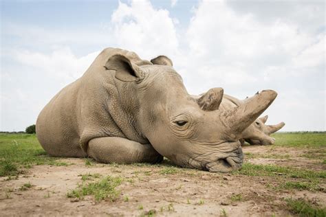 ¿cómo Salvar Al Rinoceronte Blanco Del Norte