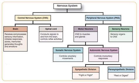 Explain The Different Nervous System Divisions And Functions