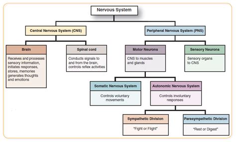 explain the different nervous system divisions and functions