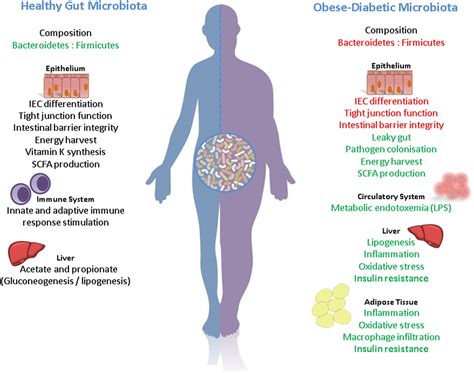 Gut Microbiota Obesity And Diabetes Postgraduate Medical Journal