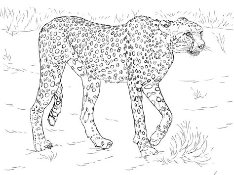 Snow Leopard Coloring Pages At Free Printable Colorings Pages To Print And Color
