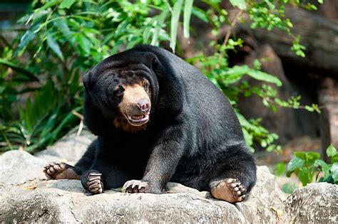Sun Bear Facts Animals Of Asia Worldatlas