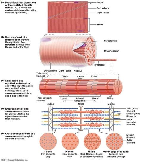 Chapter 9 Muscles And Muscles Tissue Muscle Anatomy Anatomy And