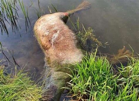 Dead Pony Left To Float On River Rother Wittersham Near Tenterden