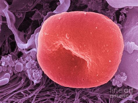Human Red Blood Cell Sem Photograph By Ted Kinsman Fine Art America